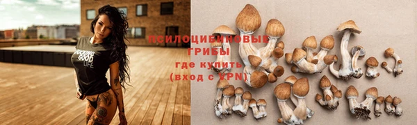 индика Беломорск