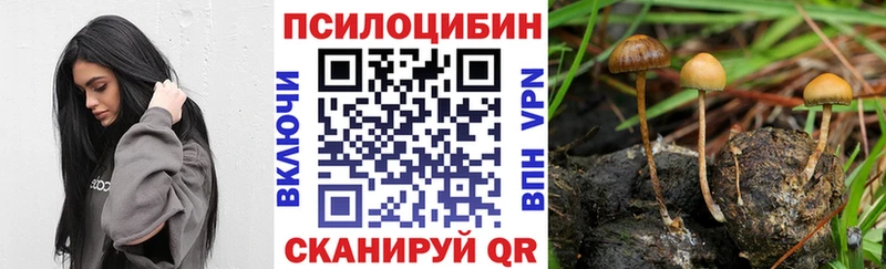 Псилоцибиновые грибы Psilocybe  Чухлома 